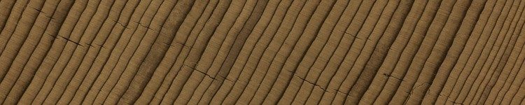 Cedar