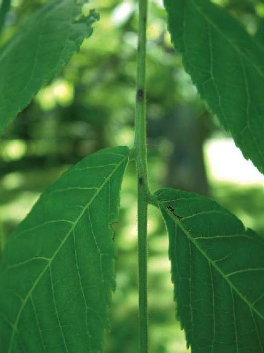 black walnut leaves