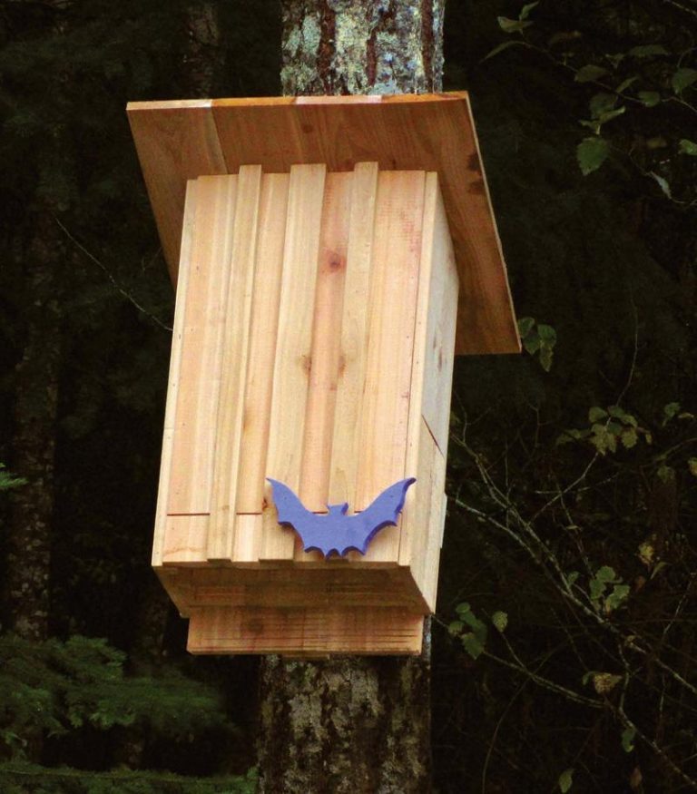 Build a bat house