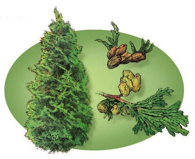 Cedar