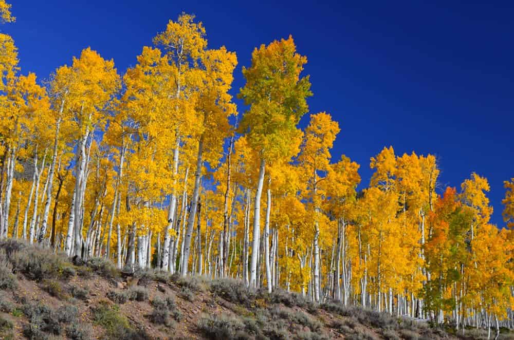 Pando trees
