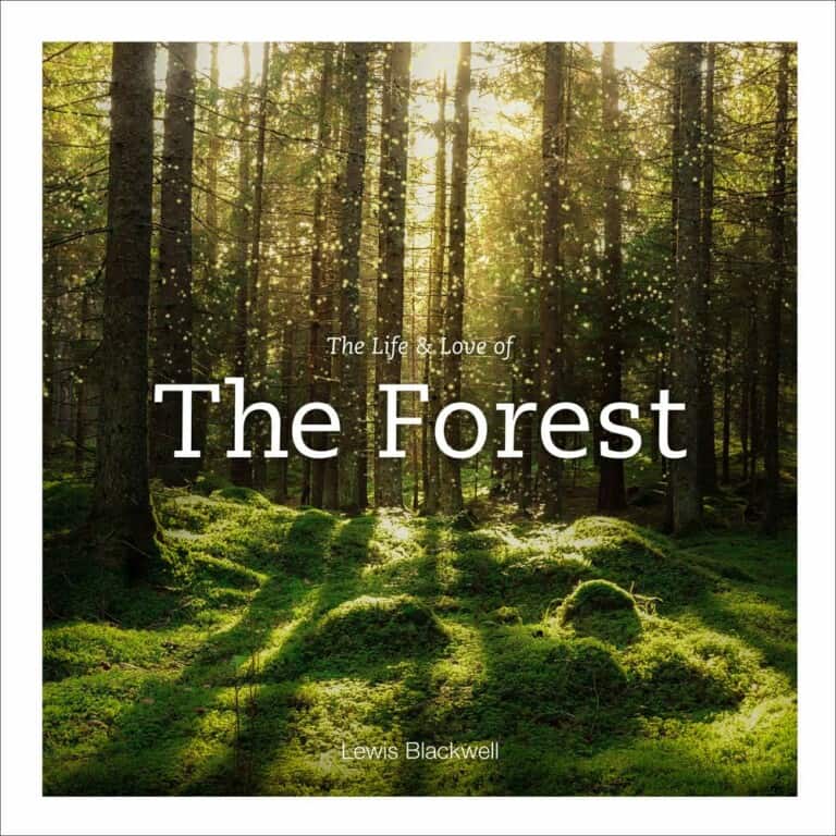 The life & love of the forest