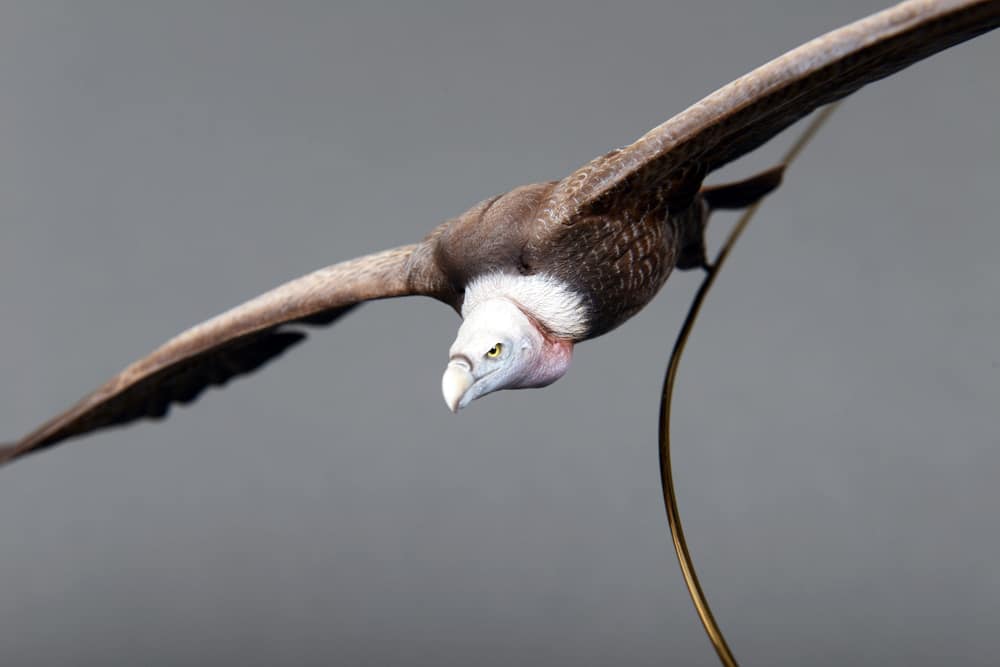Griffin Vulture