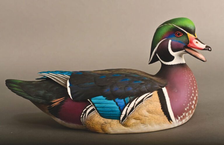 Wood Duck Drake
