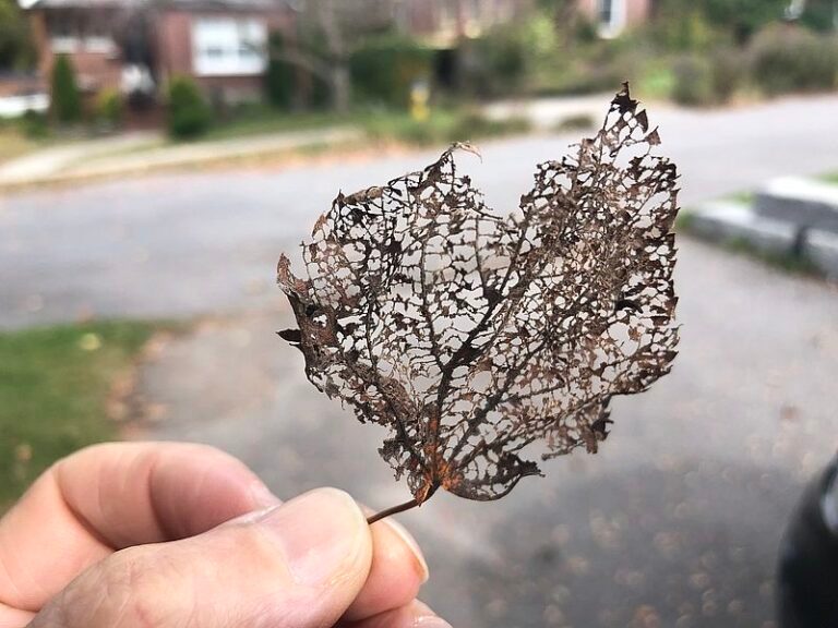 Nature’s inspiration: pierced carving