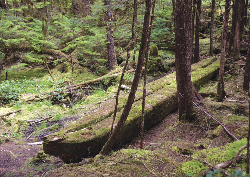 Dormant Giants