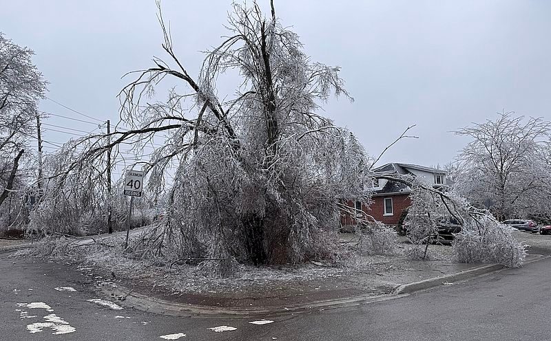 >Trees hit hard in ice storm