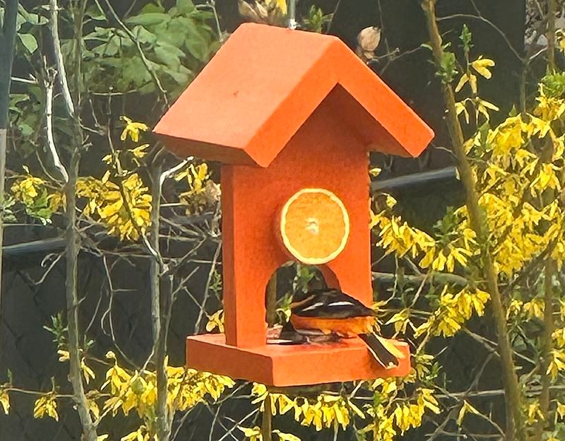 >Spring migration