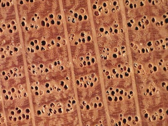 Pores in Red Oak