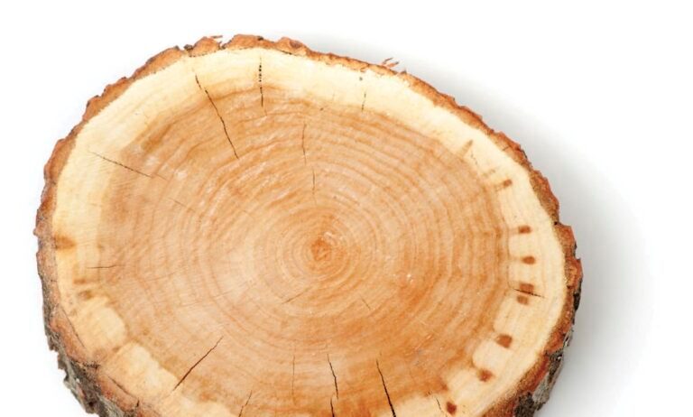 The Difference: sapwood and heartwood